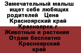 Замечательный малыш ищет себе любящих родителей › Цена ­ 1 - Красноярский край, Красноярск г. Животные и растения » Отдам бесплатно   . Красноярский край